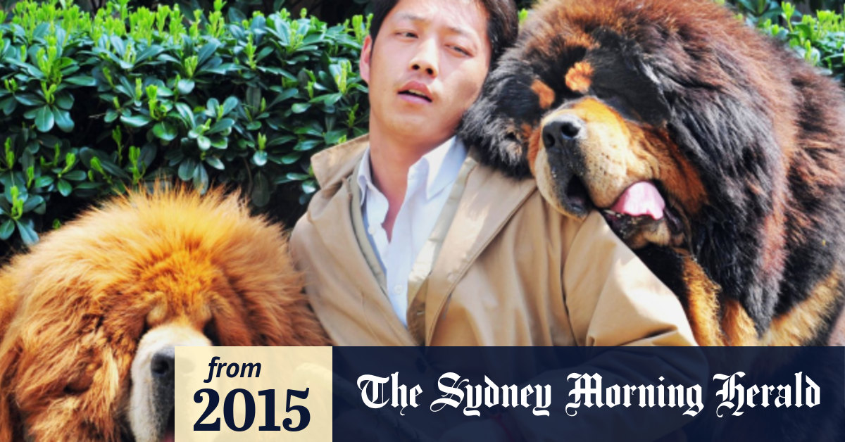 Vicious tibetan mastiff top